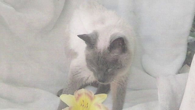 Motanul care a intrat in Cartea Recordurilor drept cea mai batrana felina domestica. Secretul longevitatii lui Scooter