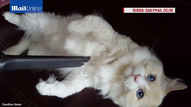 Reactiile lui l-au transformat in vedeta pe internet. Ce face motanul Yoda cand stapanul vine cu aspiratorul spre el. VIDEO