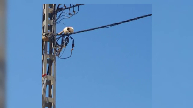 Pisica acrobata care nu se lasa data jos de pe cablurile de electricitate. Cum au incercat pompierii sa o ajute