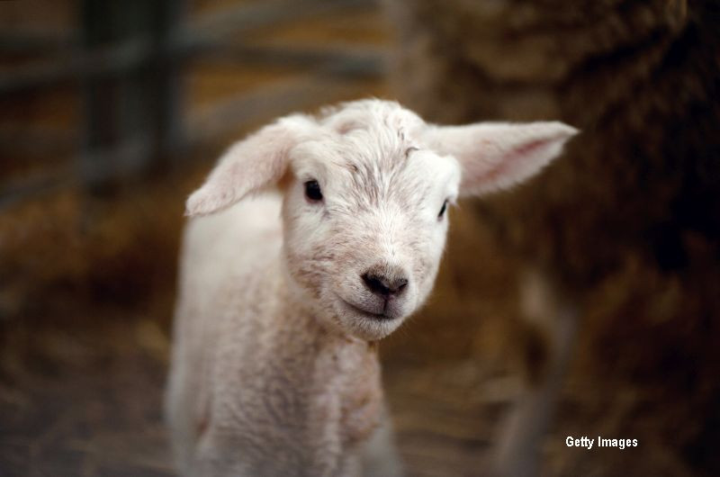 Momentul in care doi barbati salveaza un miel cazut intr-o crapatura adanca. Imaginile au ajuns viral. VIDEO