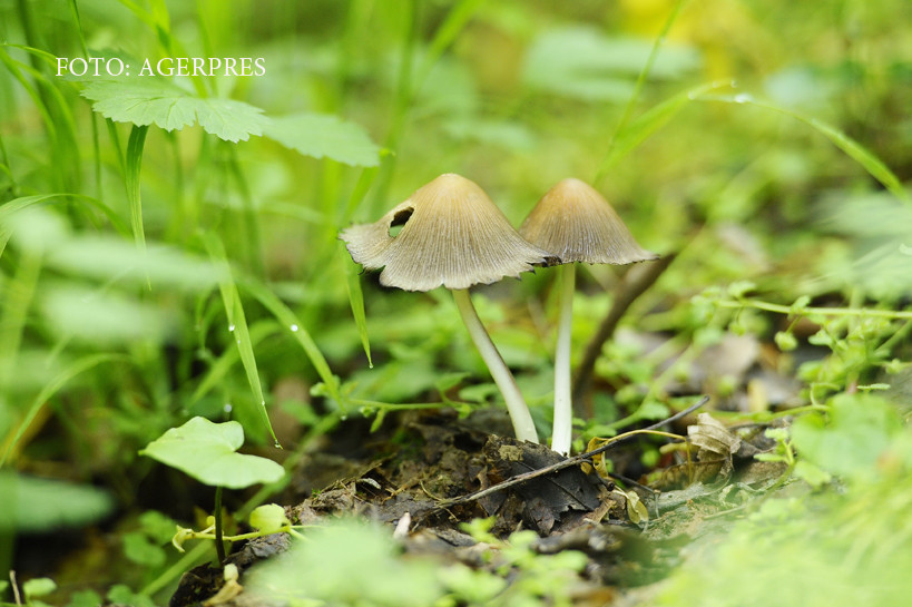 Greselile din cauza carora ciupercile comestibile devin OTRAVITOARE. De ce testul cu lingurita nu functioneaza