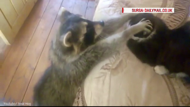 Relatia complicata dintre o pisica si un raton, colegi de apartament. Clipul amuzant s-a viralizat