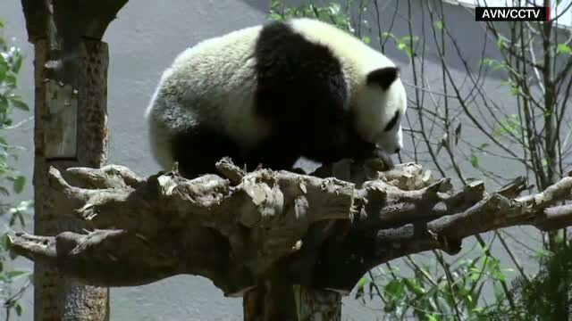 Sapte ursi panda s-au mutat in "casa noua". Cum s-au prezentat in fata jurnalistilor prezenti la eveniment