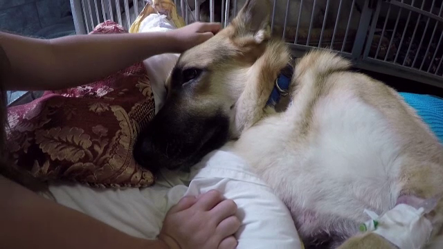 A fost muscat de trei ori de un sarpe cu clopotei. Cum i-a salvat viata un ciobanesc german stapanei sale, o fetita de 7 ani