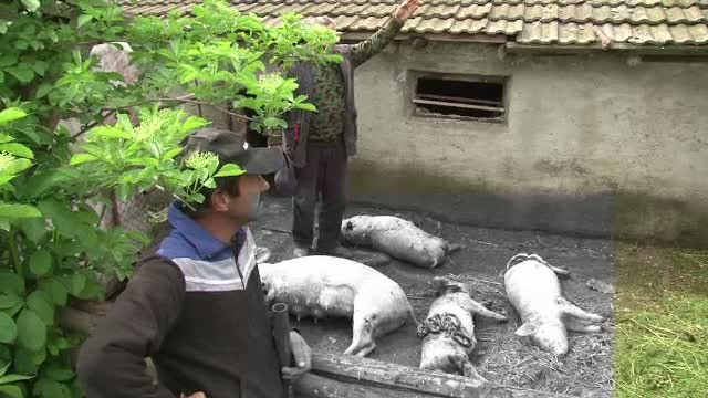 Un animal misterios terorizeaza o localitate intreaga din Neamt. Mai multe animale au fost ucise de "un caine mare"