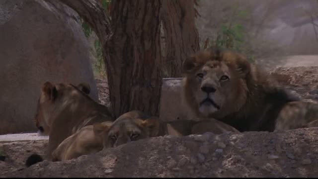 Safari in Emiratele Arabe. Peste doua sute de animale salbatice din zece specii, intr-un urias parc natural