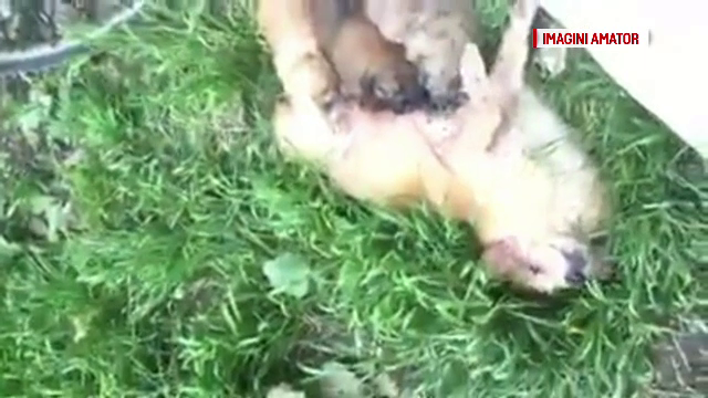 Un barbat din Rovinari a batut o catelusa pana a mutilat-o. S-a deschis ancheta penala, dupa aparitia imaginilor pe internet