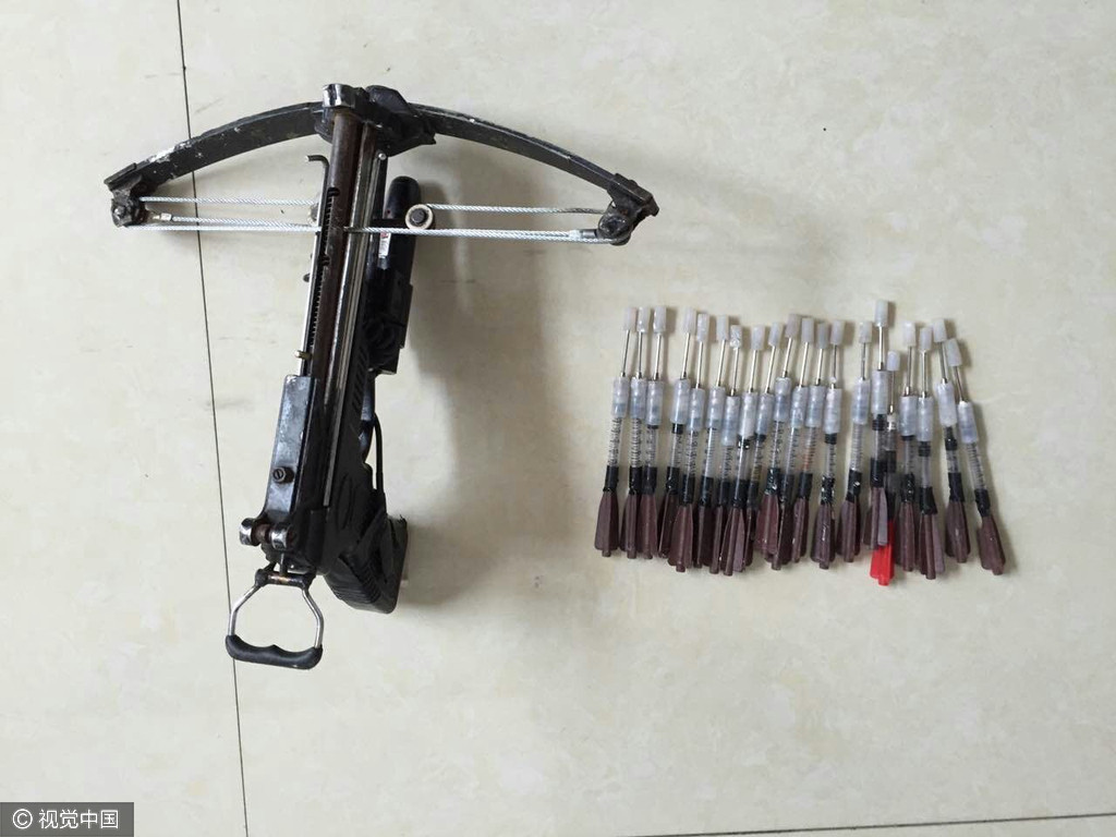 Sute de caini au fost ucisi cu arbaleta in China. Ce faceau criminalii cu cadavrele animalelor