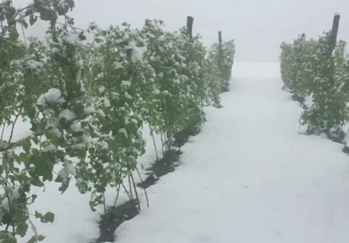 Tara vecina lovita de ninsori puternice. Oamenii se pregateau de culesul zmeurei