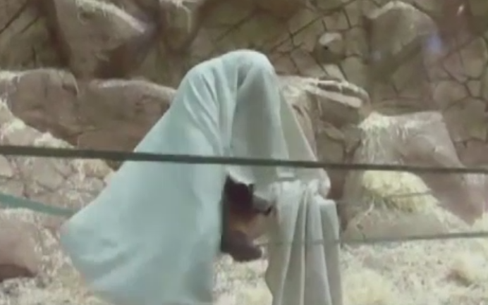 Un urangutan s-a dat in spectacol in fata vizitatorilor de la ZOO. Ce a facut dupa ce si-a pus un cearsaf pe cap