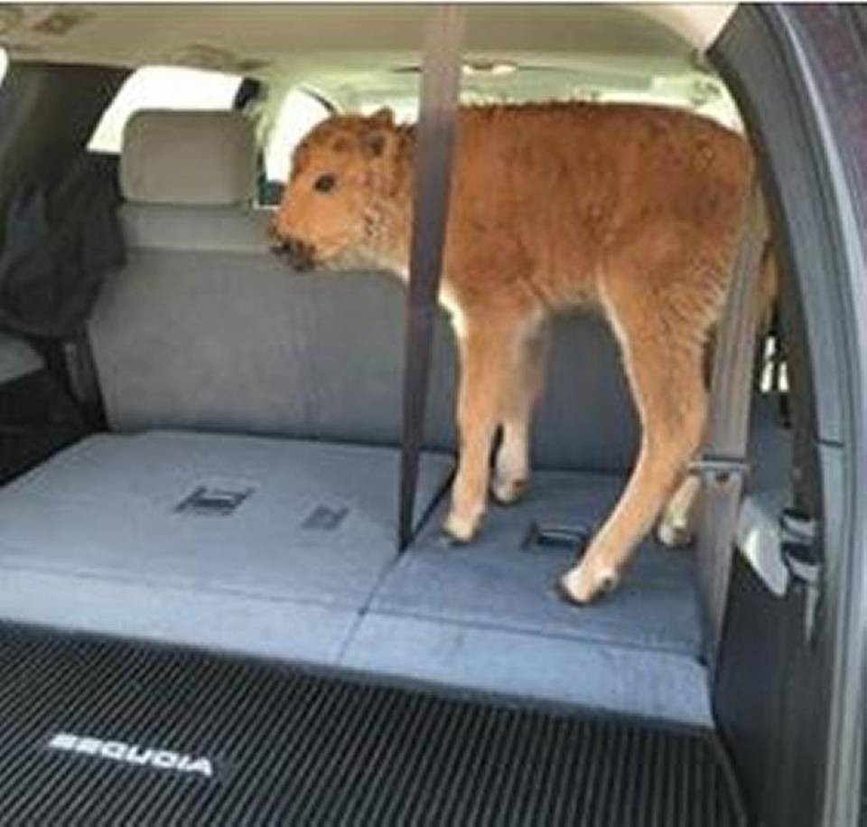 Doi turisti au bagat in portbagajul masinii un pui de bizon din Parcul Yellowstone. Ce a urmat i-a revoltat pe americani