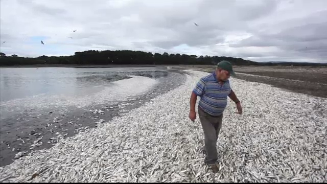 Cel mai grav val de maree rosie din istorie. Localnicii traiesc un adevarat cosmar