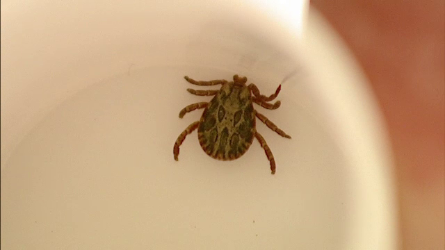 Ce trebuie sa faceti daca sunteti muscat de o capusa si sunteti departe de medic. Cat de simplu este tratamentul