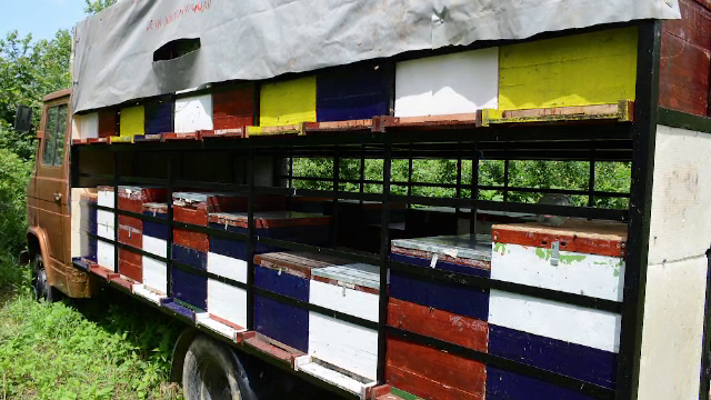 Barbat din Timis, arestat dupa ce a furat 19 stupi in valoare de 15.000 de lei. Este al doilea jaf in decurs de o saptamana