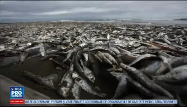 Cel mai grav val de maree rosie din istorie. Localnicii traiesc un adevarat cosmar