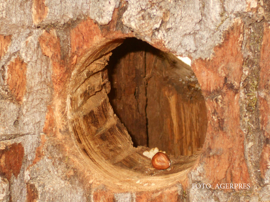 Veveritele din Bistrita, nemultumite de casuta de 4.000 de euro. Primarul vrea sa le faca si gard, ca sa nu mai fie deranjate