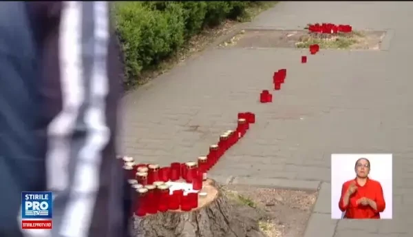 Mesajul unui protest inedit al clujenilor, dupa ce primaria a taiat castanii batrani: Clujenii de bun simt iti cer scuze