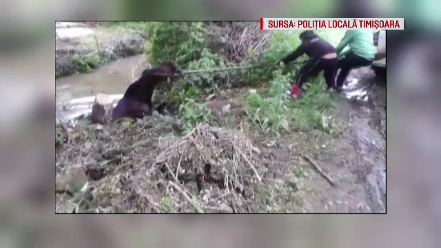 Misiune neobisnuita pentru politistii din Timisoara. Au fost chemati sa salveze un cal cazut intr-un canal de acumulare