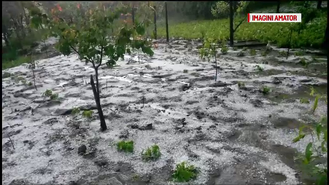 Agricultorii vor despagubiri de la stat, dupa ce vijeliile le-au distrus primele recolte. Cum putea fi evitat dezastrul