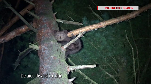 Haituit de caini si pierdut de mama, un ursulet a ramas blocat intr-un brad. Imagini de la operatiunea de salvare