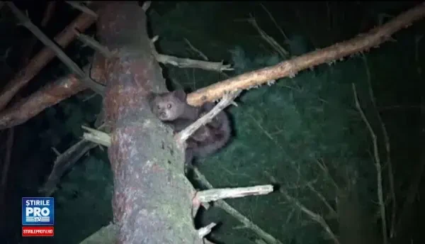 Haituit de caini si pierdut de mama, un ursulet a ramas blocat intr-un brad. Imagini de la operatiunea de salvare