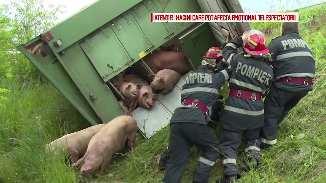 TIR incarcat cu 200 de porci rasturnat la marginea autostrazii A1. Operatiunea de salvare, cu batai de cap, de dupa accident