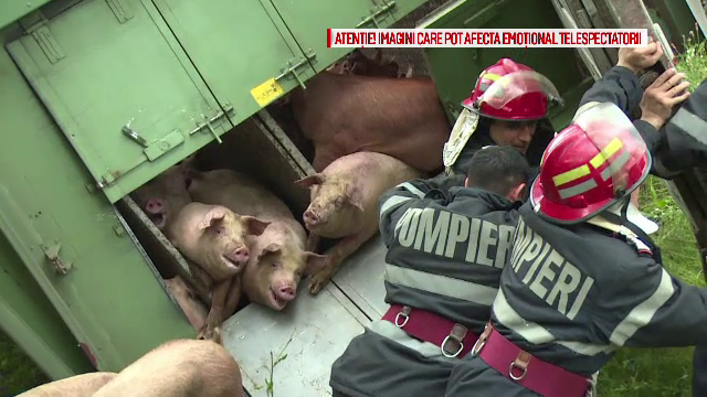 TIR porci