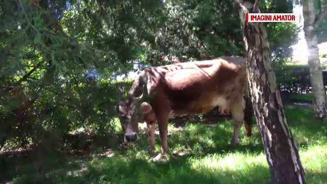 S-a dat alarma, iar politistii din Targoviste au intervenit imediat. Unde pastea aceasta vaca