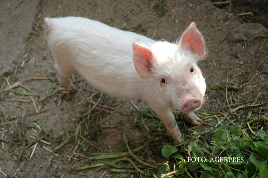Informatiile pe care trebuie sa le verificam pe eticheta carnii de porc. Ce au descoperit studiile din ultimii ani