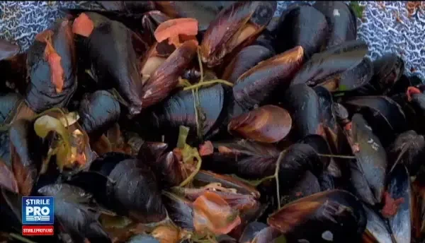 Delicatesele pe care turistii de pe litoral le pot degusta la Festivalul Scoicilor. Cat costa o portie