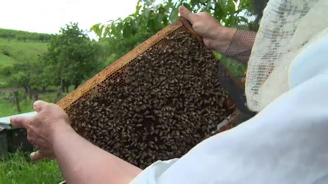Frigul din ultima perioada a facut ca albinele sa nu mai produca miere. "Falsurile" care ar putea aparea pe piata