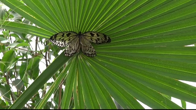 Cele mai frumoase specii de fluturi din lume pot fi admirate la Galati. Exemplarele cu aripi si de 20 de centimetri