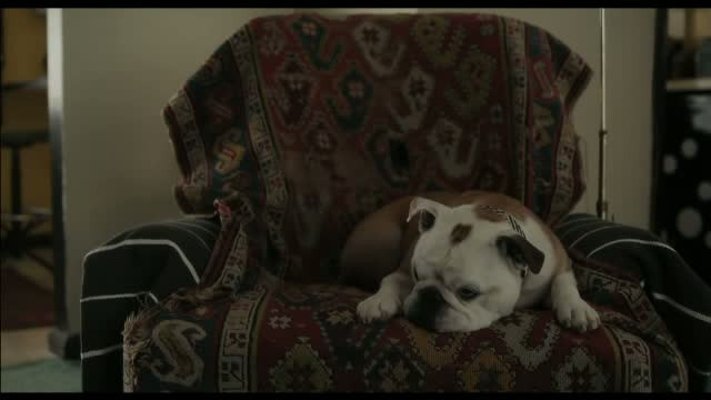 Primul castigator de la Cannes 2016 este un catel care a murit in urma cu cateva luni. Omagiul adus de "colegii" de film