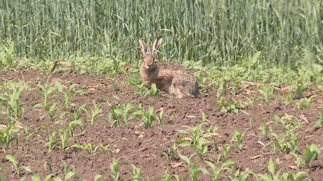 Iepurii au bagat spaima in fermerii aradeni si au provocat pagube de mii de euro. Culturile distruse de "rapacele rozatoare"