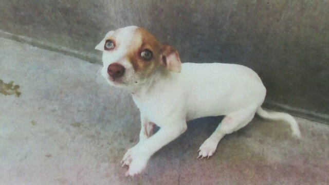 Caine din Statele Unite, intoxicat cu heroina si metamfetamina. Stapanul sau a ajuns dupa gratii