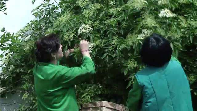 Romania a devenit furnizorul principal de plante medicinale in Europa si America. Planta care se vinde si cu 40 de euro/kg