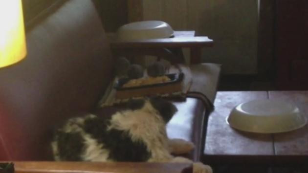 Descoperirea socanta a unor politisti chemati pentru "o problema cu sobolanii". Ce au gasit intr-o casa abandonata din SUA