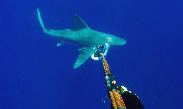 Facea scuba diving si s-a indepartat prea mult de barca. Ce a urmat dupa ce barbatul s-a trezit inconjurat de rechini