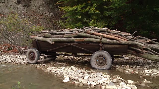 Politist din Brasov acuzat ca ar fi protejat o retea de hoti de lemne. Zeci de perchezitii si 26 de persoane duse la audieri