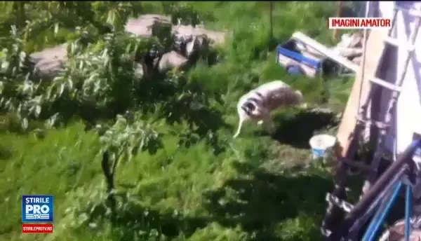 Momente de groaza in gospodaria unei familii din Petrila. Ce s-a intamplat dupa ce cainele si-a atacat stapanii