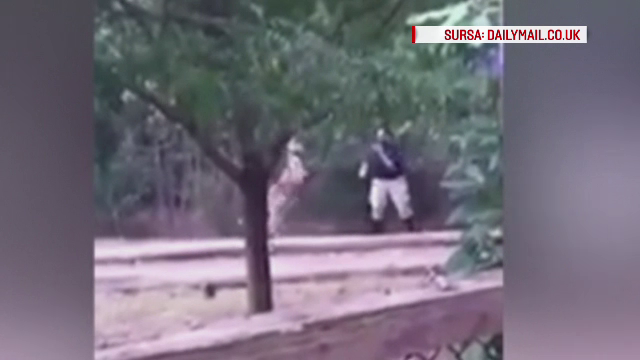 "Meci de box" spontan la zoo, in SUA. Gestul unui ingrijitor atacat de un cangur a starnit amuzamentul vizitatorilor