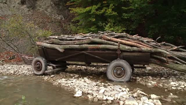 Reteaua de hoti de lemne din Brasov care ar fi fost protejata chiar de seful de post. Ce au descoperit anchetatorii