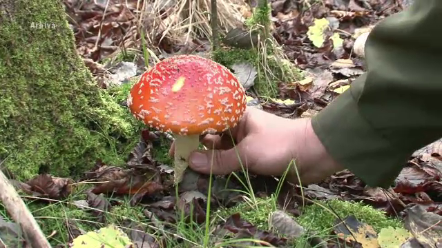 Parintii si cei patru copii, internati la Hunedoara, dupa ce au mancat ciuperci din padure. Cum s-au simtit dupa masa