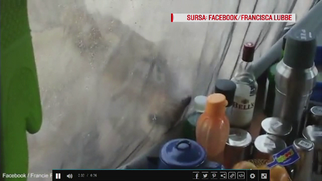 Momentul in care trei leoaice dau de cortul instalat de un cuplu, intr-o rezervatie naturala. Scenele care au urmat