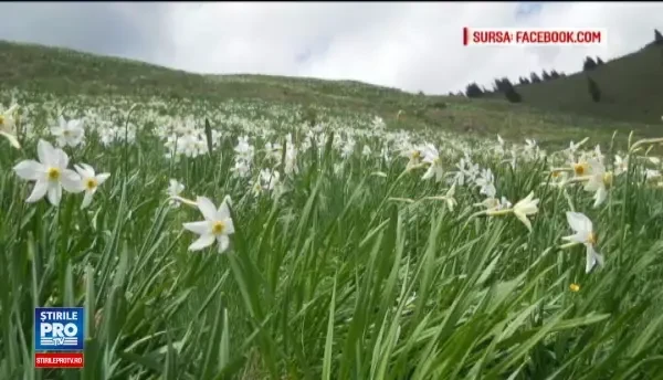 Lipsa de educatie lasa Romania fara doua locuri superbe. Cum au disparut narcisele salbatice din muntii Rodnei si satul Vad