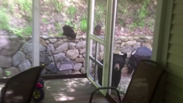 Spaima traita de o americanca, dupa ce s-a trezit cu o ursoaica si puii ei in casa: "A inceput sa urce pe usa verandei"