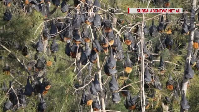 Stare de urgenta intr-un oras din Australia. Locuitorii au devenit prizonieri in propriile case din cauza invaziei de lilieci