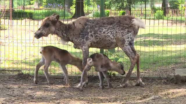 Primii pui de ren nascuti in captivitate, la Gradina Zoologica din Ploiesti. Copiii pot propune nume, pana pe 1 iunie