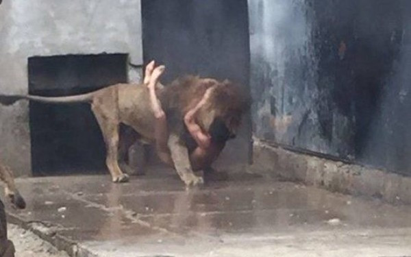 Cine este tanarul care s-a aruncat dezbracat in cusca leilor, la zoo. Mesajul din biletul descoperit in hainele abandonate