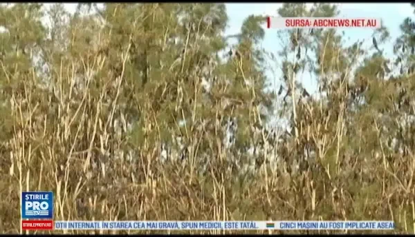 Stare de urgenta intr-un oras din Australia. Locuitorii au devenit prizonieri in propriile case din cauza invaziei de lilieci